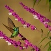Kolibrik zeleny - Colibri cyanotus - Lesser Violetear 8465